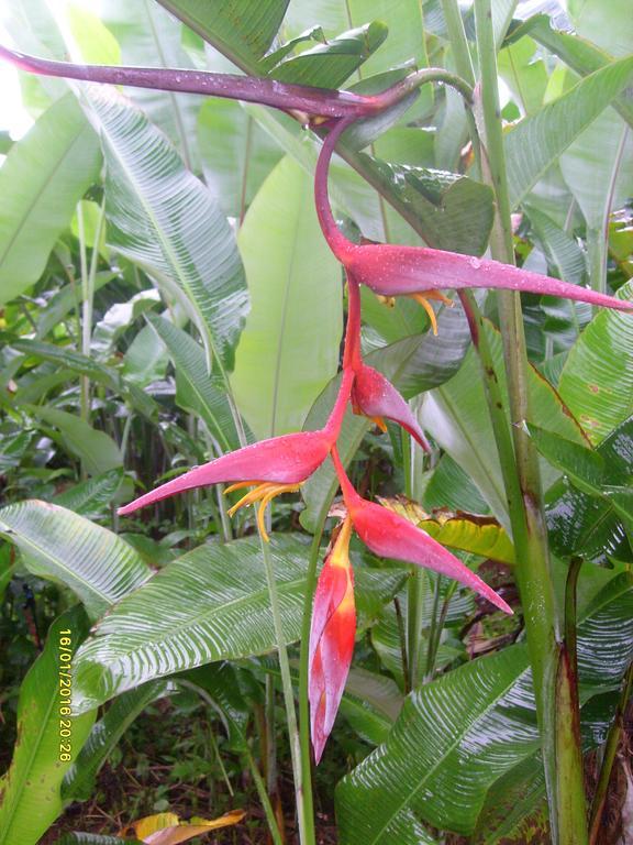 Mena Creek Flower House Buitenkant foto