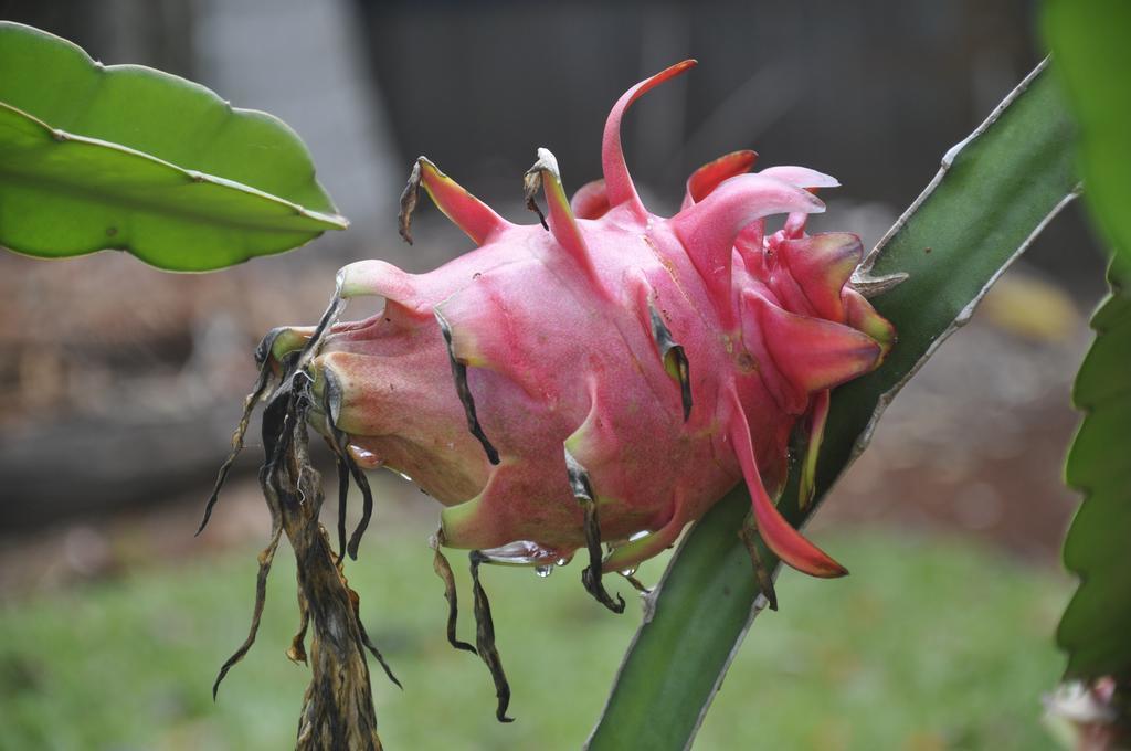 Mena Creek Flower House Buitenkant foto