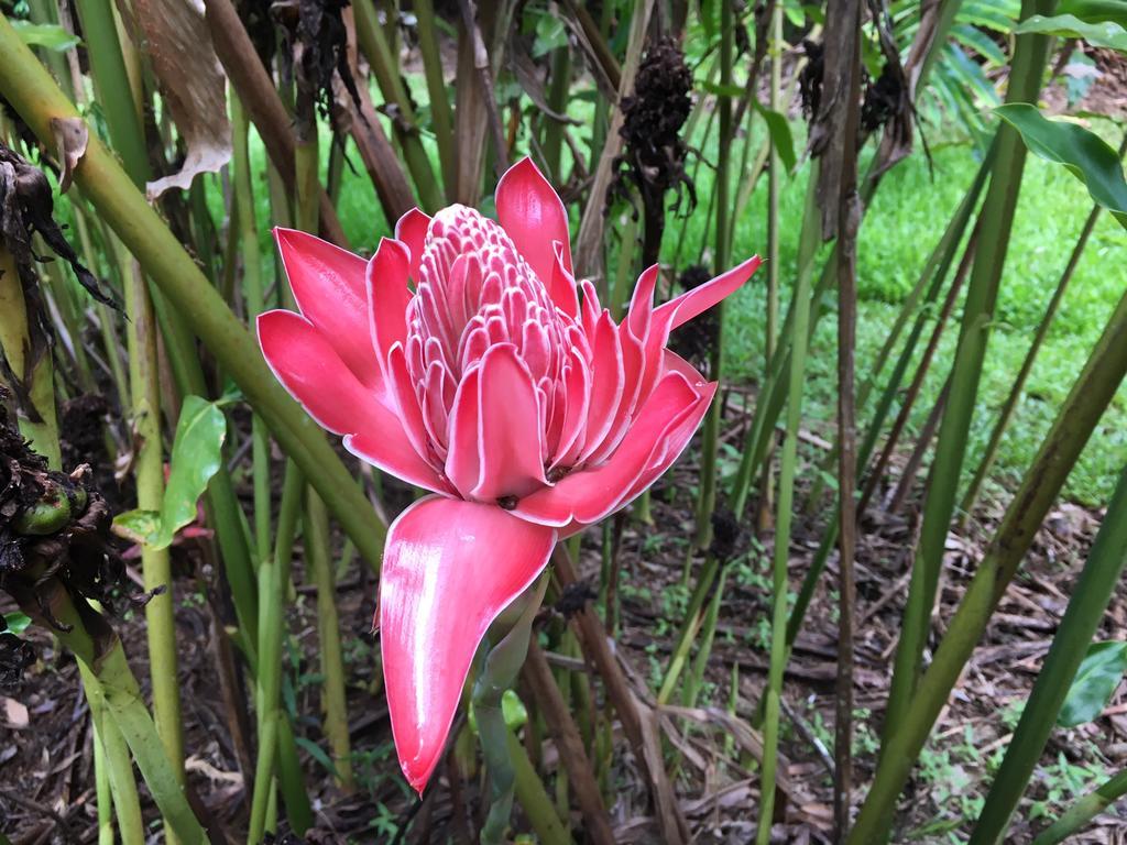 Mena Creek Flower House Buitenkant foto